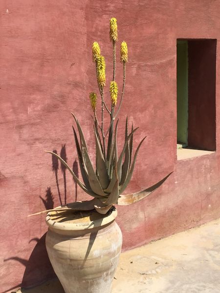 Fichier:Aloevera05.jpg