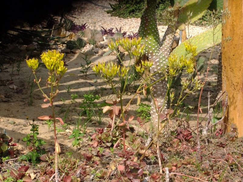 Fichier:Kalanchoesexangularis04.jpg