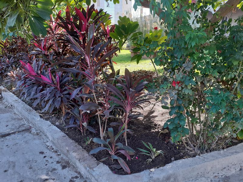 Fichier:Cordylinefruticosa06.jpg