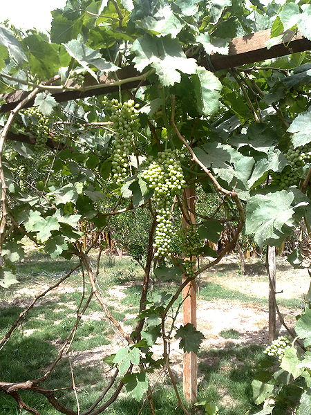 Fichier:Vitisvinifera02.jpg
