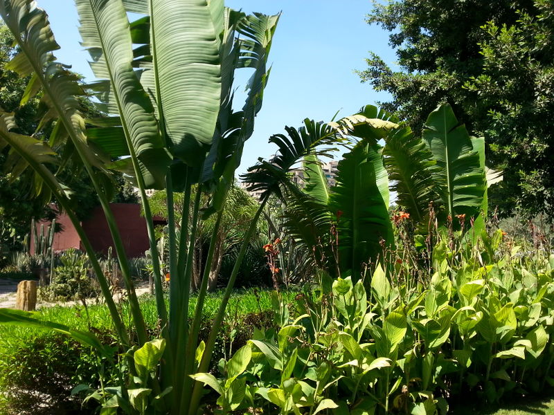 Fichier:Ravenalamadagascariensis08.jpg