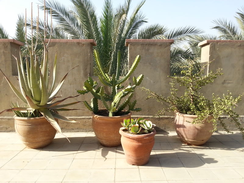 Fichier:Terrasse02.jpg