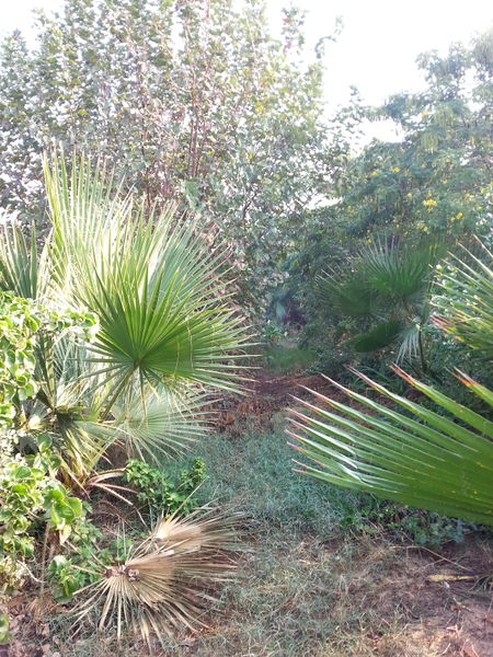 Fichier:Jungle19.jpg