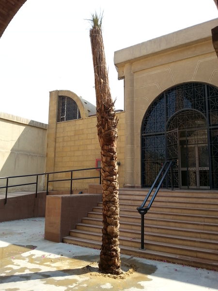 Fichier:Phoenixdactylifera05.jpg