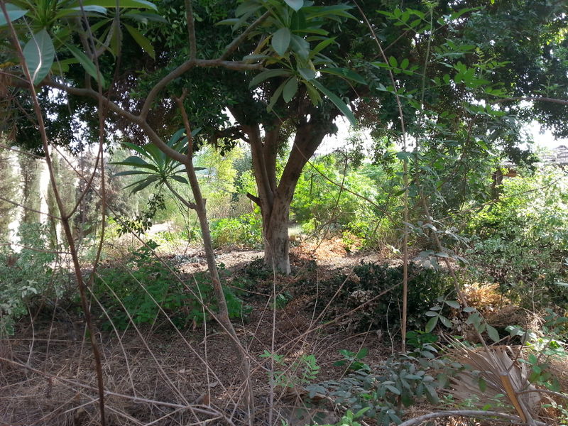 Fichier:Jungle17.jpg