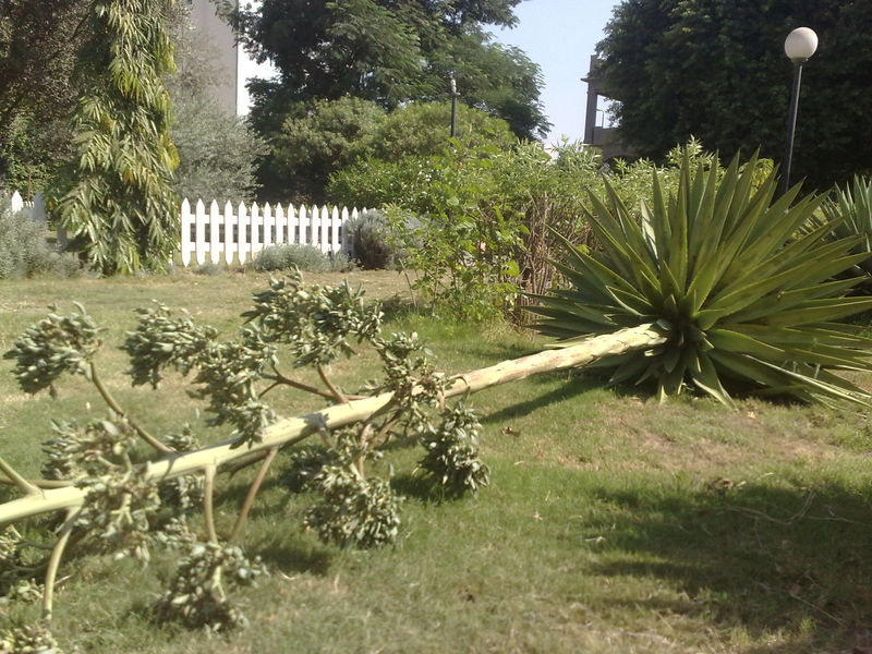 Fichier:Agaveangustifolia06.jpg