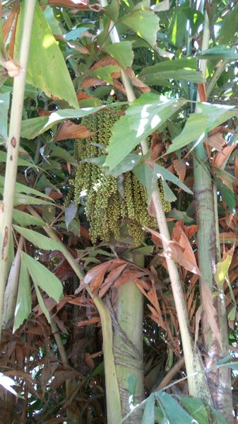 Fichier:Caryotamitis08.jpg