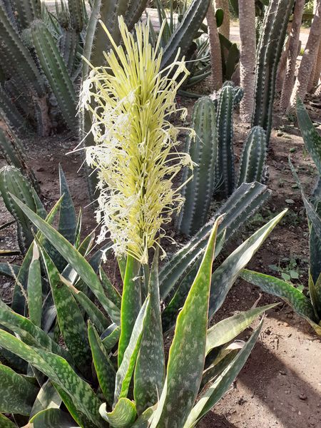 Fichier:Sansevieriahyacinthoides01.jpg