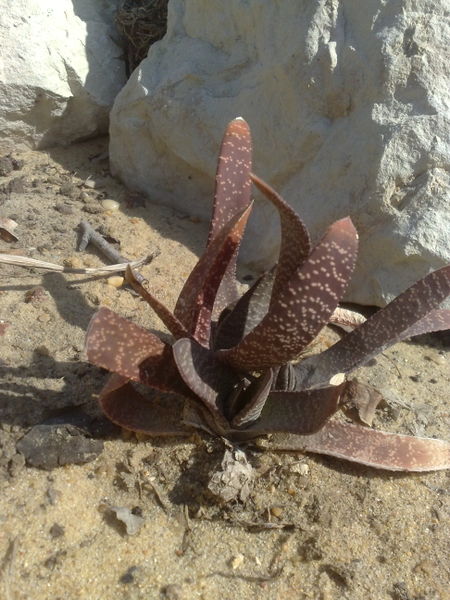 Fichier:Gasteriapillansii01.jpg