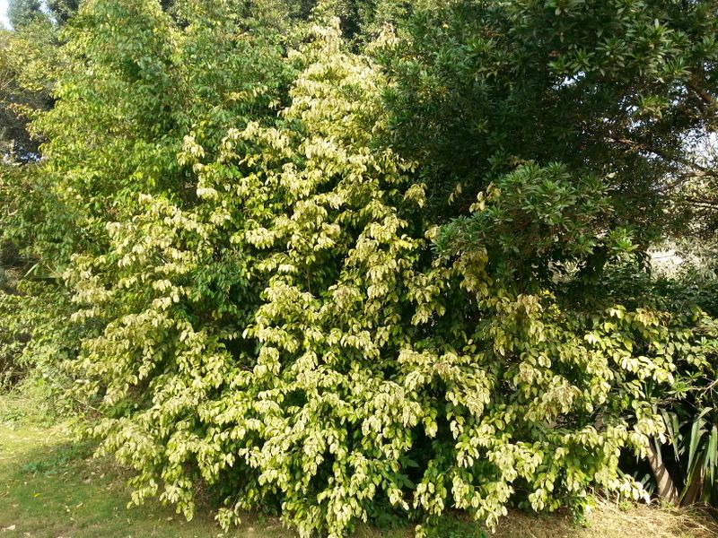 Fichier:Ficusbenjamina05.jpg