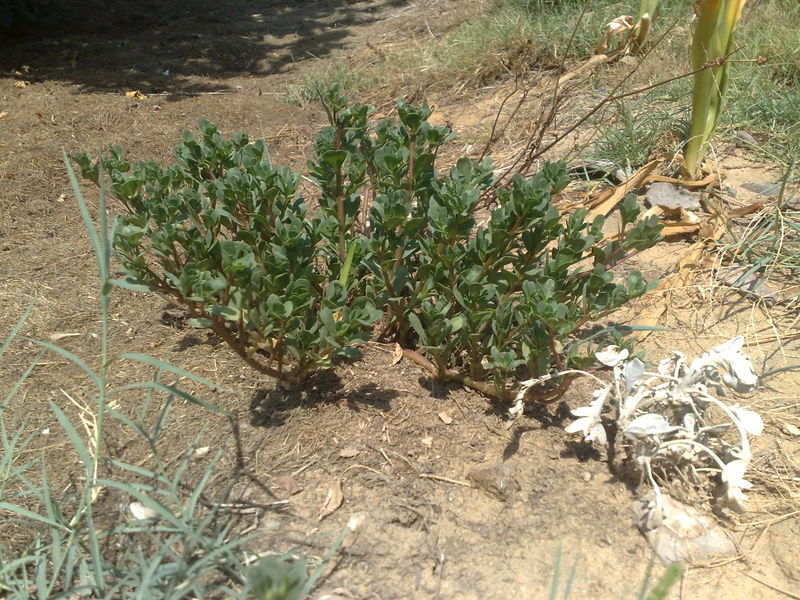 Fichier:Portulacaoleracea01.jpg