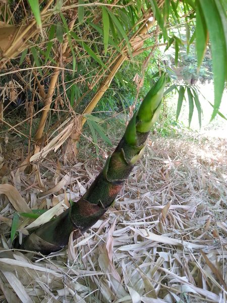 Fichier:Bambusavulgaris04.jpg