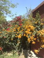 Bougainvillea06.jpg