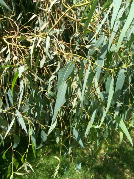 Fichier:Eucalyptuscamaldulensis04.jpg