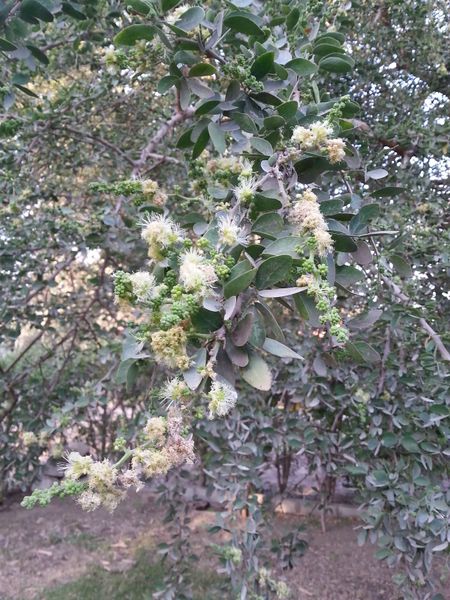 Fichier:Pithecellobiumdulce05.jpg