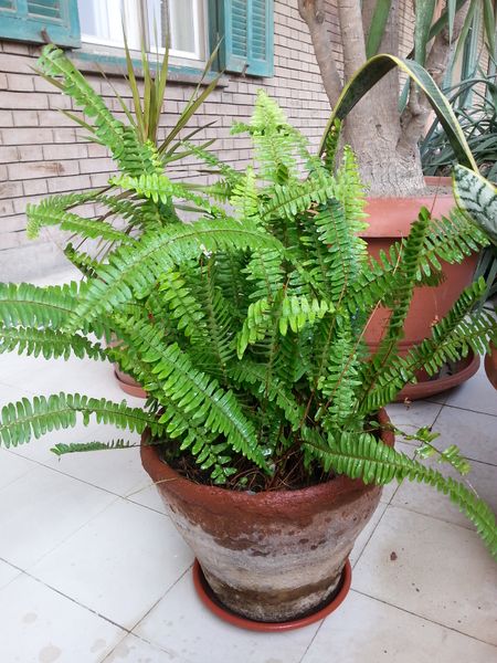 Fichier:Nephrolepiscordifolia01.jpg