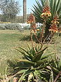 Aloesuccotrina01.jpg