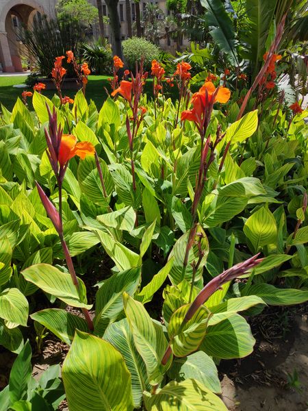 Fichier:Canna08.jpg