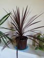 Cordylineaustralis01.jpg