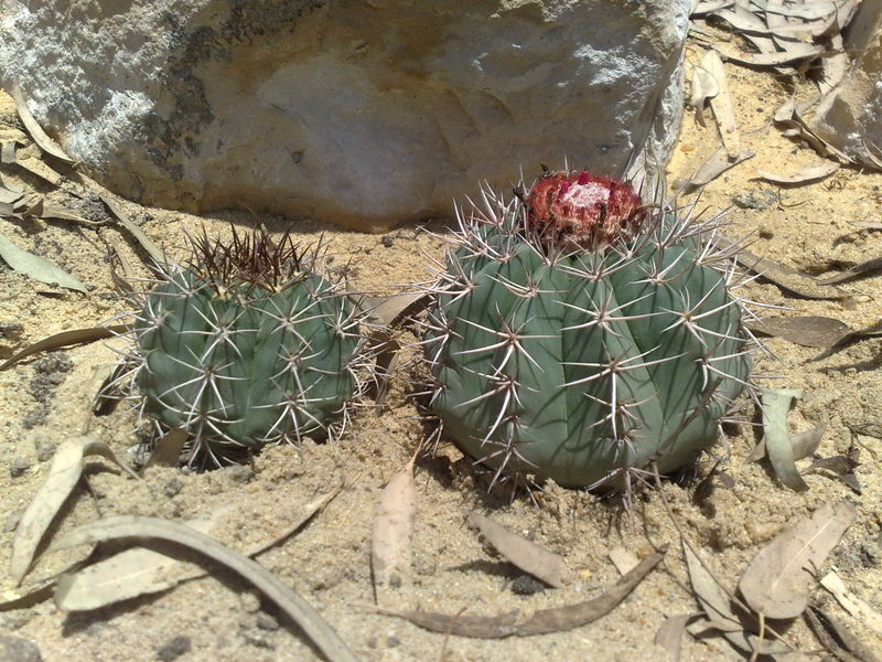 Fichier:Melocactusazureus01.jpg