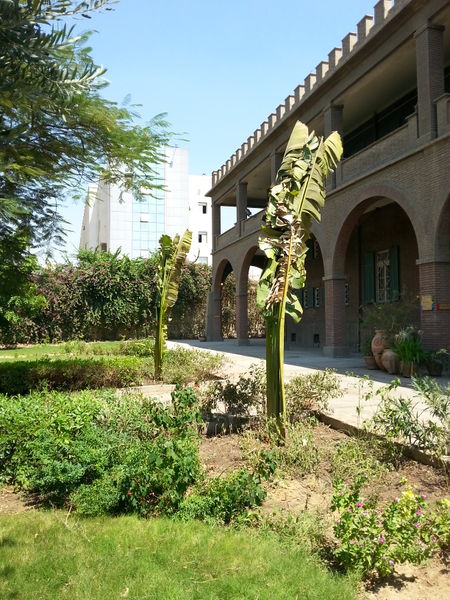 Fichier:Ravenalamadagascariensis05.jpg