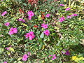 Catharanthusroseus02.jpg