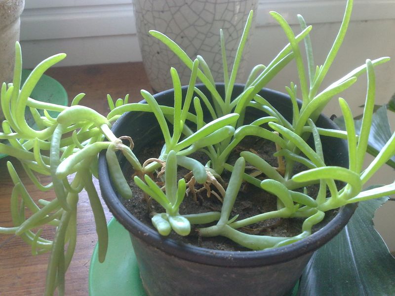 Fichier:Malephoracrocea02.jpg