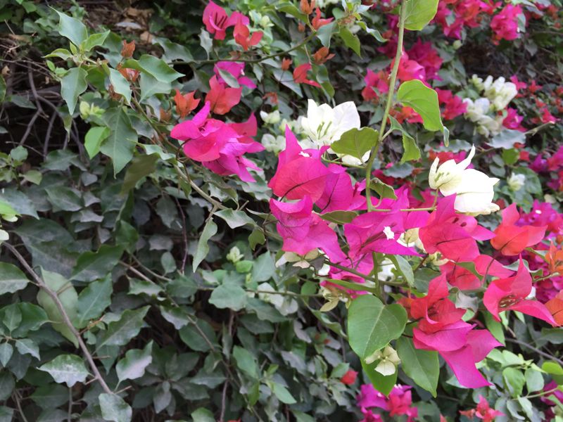 Fichier:Bougainvillea09.jpg