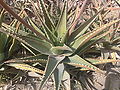 Aloesuccotrina02.jpg