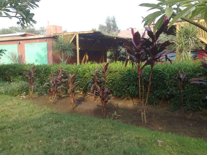 Fichier:Cordylinefruticosa02.jpg