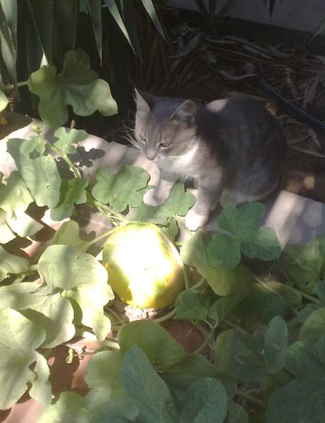 Fichier:Cucumismelo02.jpg