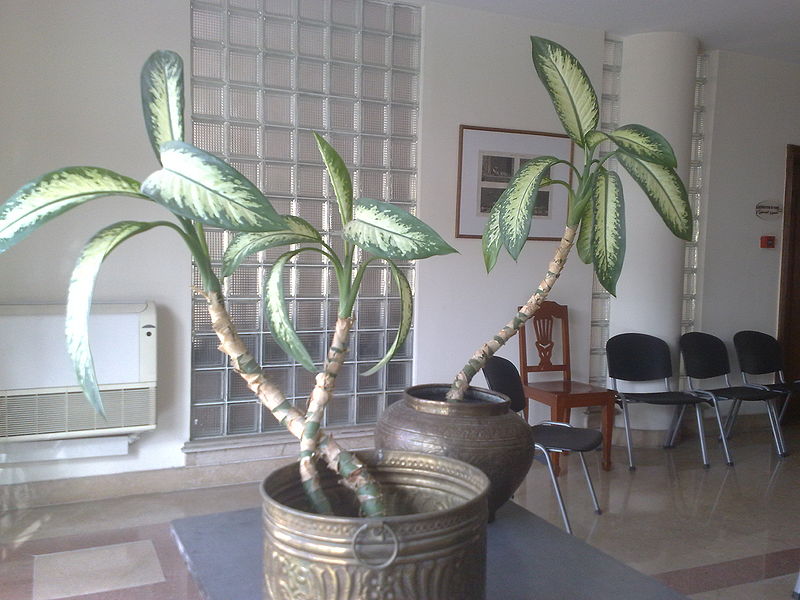 Fichier:Dieffenbachia01.jpg