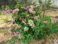 Bougainvillea08.jpg