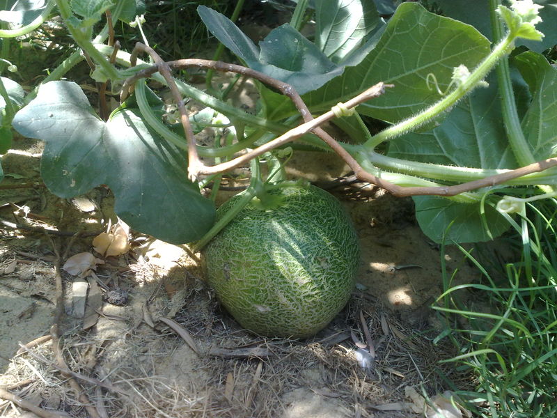 Fichier:Cucumismelo01.jpg