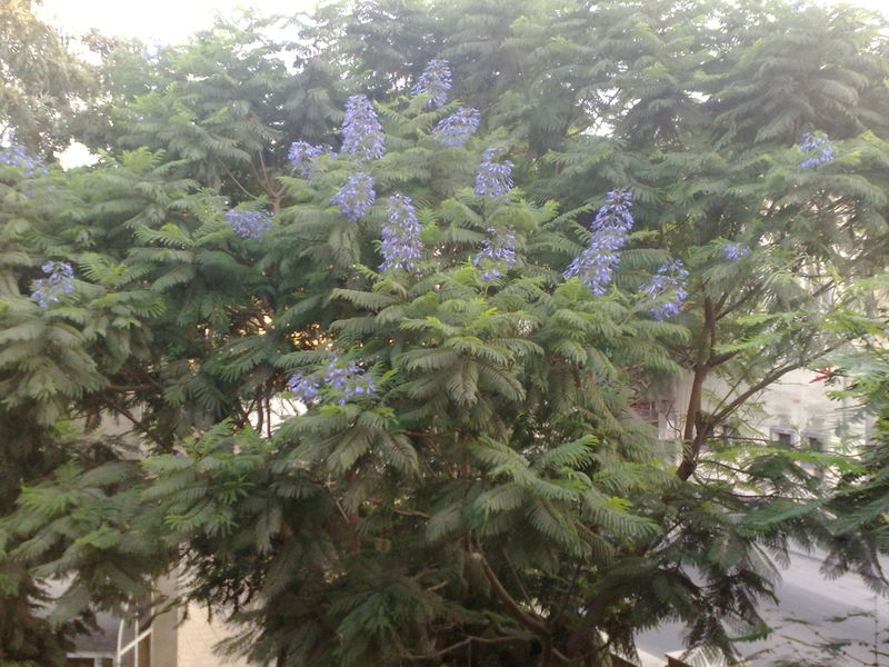 Fichier:Jacarandamimosifolia03.jpg