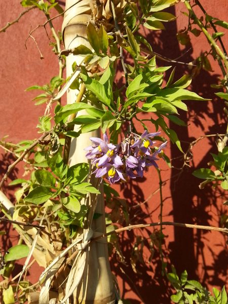 Fichier:Solanumseaforthianum01.jpg