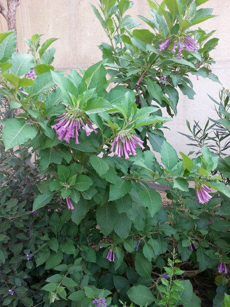 Fichier:Acnistusarborescens01.jpg