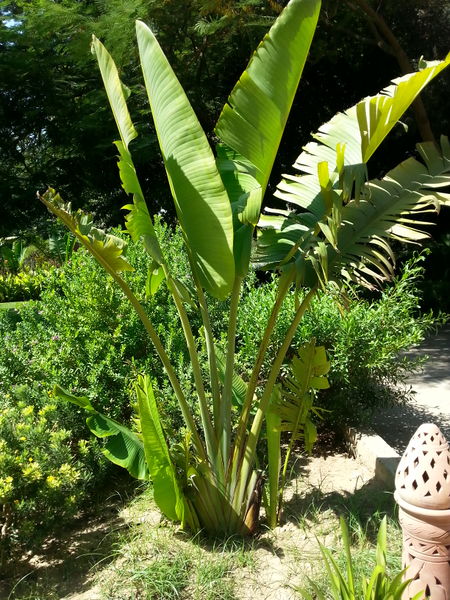 Fichier:Ravenalamadagascariensis09.jpg