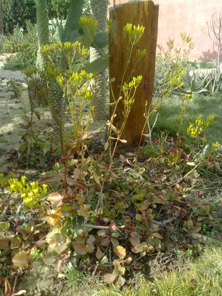 Fichier:Kalanchoesexangularis02.jpg