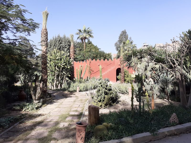 Fichier:Phoenixdactylifera08.jpg