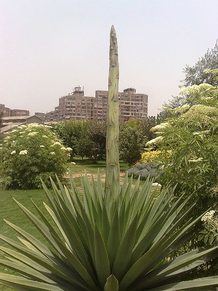 Fichier:Agaveangustifolia03.jpg