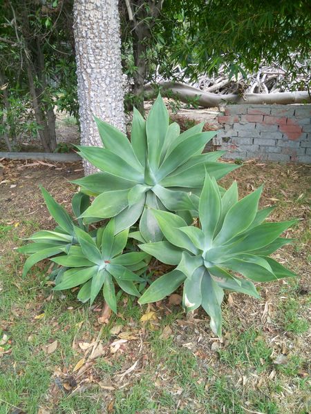 Fichier:Agaveattenuata04.jpg