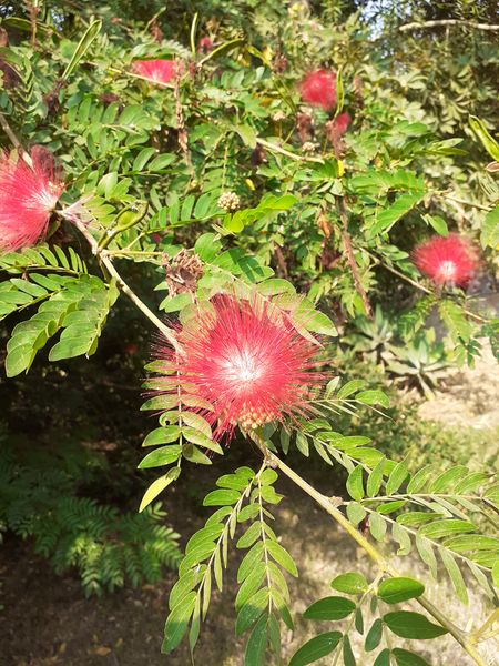 Fichier:Albiziajulibrissin03.jpg
