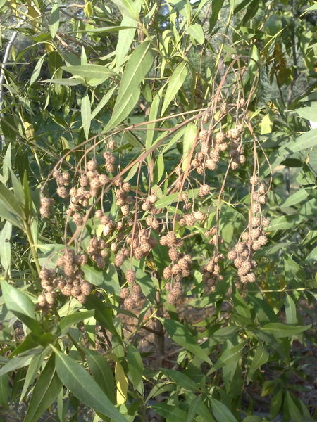 Fichier:Conocarpuslancifolius03.jpg