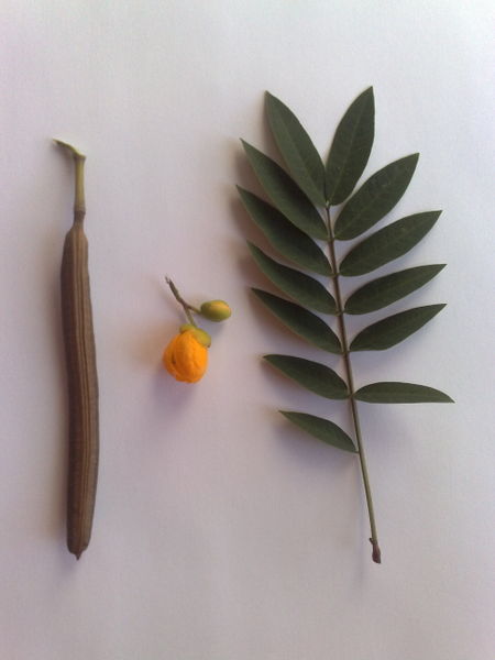 Fichier:Sennaoccidentalis01.jpg