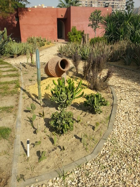 Fichier:Cactus14.jpg