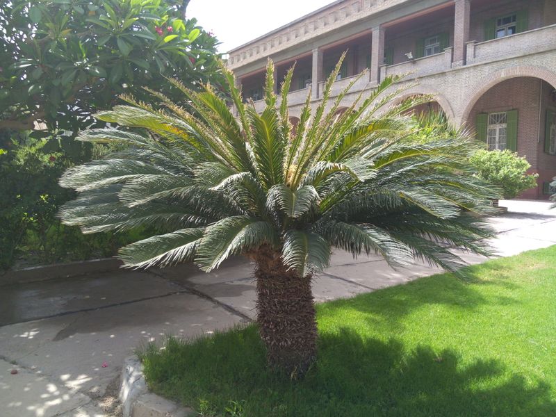 Fichier:Cycasrevoluta10.jpg