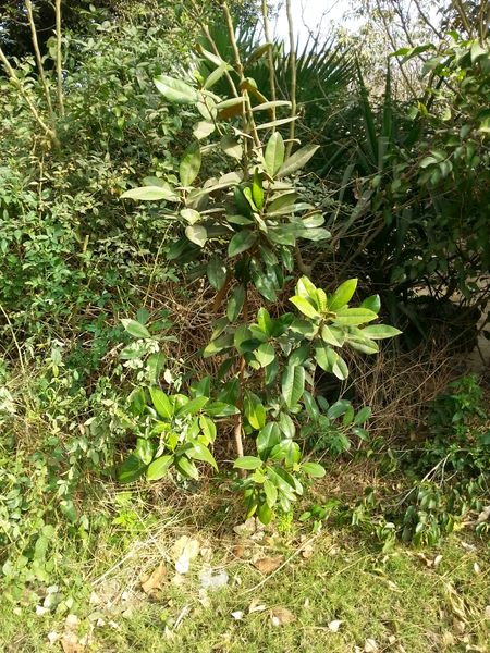 Fichier:Magnoliagrandiflora04.jpg