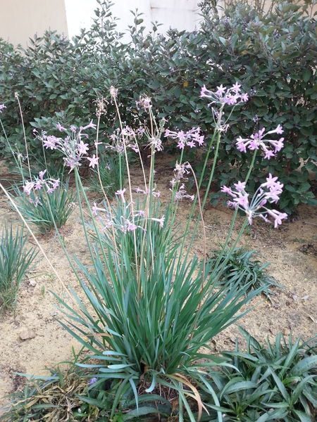 Fichier:Tulbaghiaviolacea03.jpg