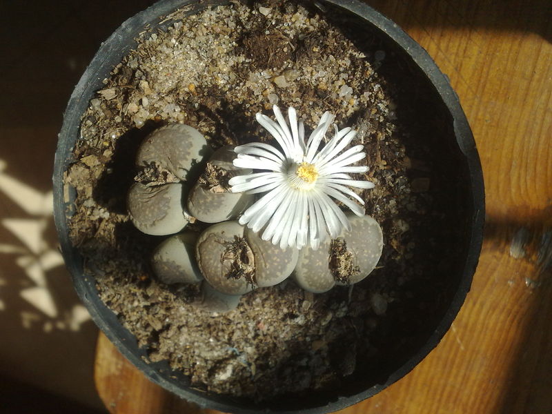 Fichier:Lithops03.jpg